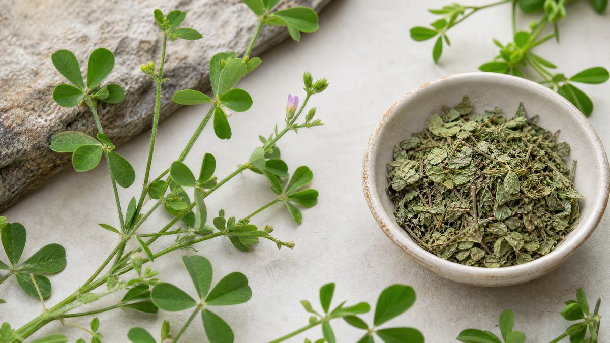 Desmodium adscendens s drobnými trojčetnými listy v tropickém podrostu